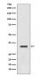 HLA-DRA Antibody