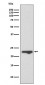 MUC1 Antibody