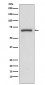 COX1 Antibody