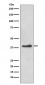 DKK1 Antibody