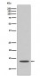 Cytochrome C Antibody