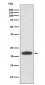 Rho Antibody