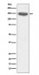 CD13 Antibody