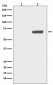 Phospho-YAP1 (S127) Antibody