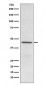 CD38 Antibody