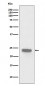 PARK7 Antibody