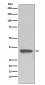 pro Caspase 3 Antibody