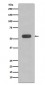 Caspase-8 Antibody