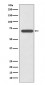 SHP2 Antibody