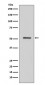 HNF-4-alpha Antibody