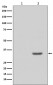 Phospho-CDK2 (Y15) Antibody