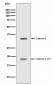 Caspase-6 p18 Antibody