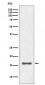 Histone H3 (di methyl K9) Antibody