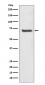 SHP2 Antibody