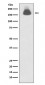 Phospho-EGFR (S695) Antibody