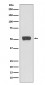 ATG5 Antibody