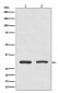 Bcl10 Antibody