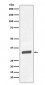 PSA/KLK3 Antibody