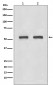 IRF3 Antibody