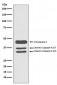 Caspase-9 Antibody