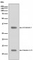 Caspase-3 p12 Antibody