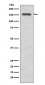 Integrin alpha 2 Antibody