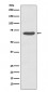 Phospho-PKC zeta (T560) Antibody