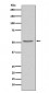 Angiotensinogen Antibody