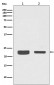 RAB7 Antibody