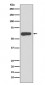 SOX10 Antibody