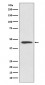 Cyclin B2 Antibody