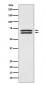 PDPK1 Antibody