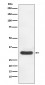 CDK4 Antibody