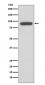 Calnexin Antibody