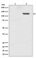 Phospho-SIRT1 (T530) Antibody