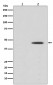 Phospho-MEK1 (S298) Antibody