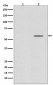 Phospho-Smad2 (S250) Antibody