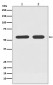 ATF7 Antibody