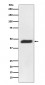 MEK2 Antibody