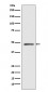 MEK7 Antibody