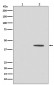 Phospho-MEK1 (T292) Antibody