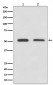 ATF4 Antibody