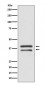 MEK3 Antibody