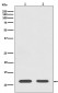 Histone H4 Antibody