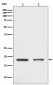 Histone H3 Antibody