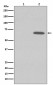 Phospho-AMPK alpha 1 (S496) Antibody