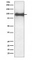 TrkB Antibody