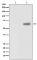 Phospho-AKT1 (T450) Antibody