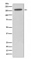 HDAC6 Antibody