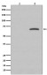 Phospho-Paxillin (Y118) Antibody